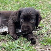 Boykin Spaniel and Goldendoodle Puppies from Double Shot Boykins