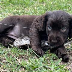 Boykin Spaniel and Goldendoodle Puppies from Double Shot Boykins