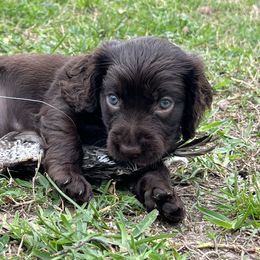 Boykin Spaniel and Goldendoodle Puppies from Double Shot Boykins