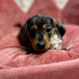 Dapple female - Dapple female Dachshund puppy in Hensley, Arkansas from Fink Dachshund Farm - Central Arkansas