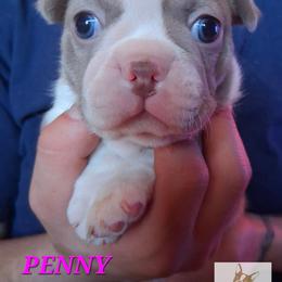 Penny - Blue female Boston Terrier puppy in Colorado Springs, Colorado from M&Bs Boston Terriers