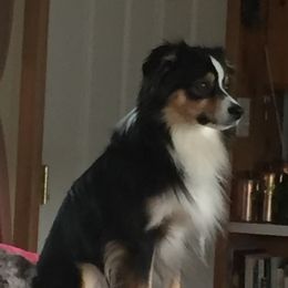 Miniature Australian Shepherds from Tincture of Thyme