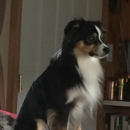 Miniature Australian Shepherds from Tincture of Thyme