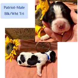 Patriot - Black white and tan male English Springer Spaniel puppy in Madison, Indiana from McCollough's Pawsome Spaniels and Danny's Delightful Dachshunds