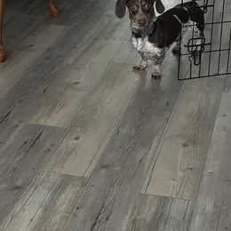 Dachshund Puppies from SouthernMama Doxies