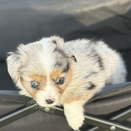 Lil bitty girl - Blue merle female Miniature Australian Shepherd puppy in Madisonville, Texas from Diamond R Aussies