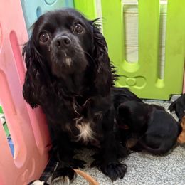 Maggie Mae - Cavalier King Charles Spaniel
