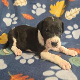 Mantle Male B - Mantle male Great Dane puppy in Golconda, Illinois from Breken Great Danes