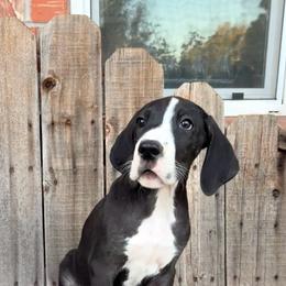 Yellow collar girl - Mantle female Great Dane puppy in Centennial, Colorado from Vanmar Great Danes of Colorado