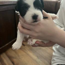 Black collar girl - Black and white female Havanese puppy in Milwaukie, Oregon from Hoodview Havanese