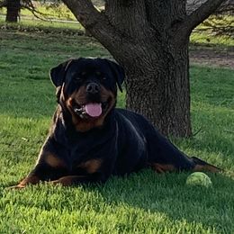Sadie - Rottweiler