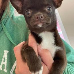 Chihuahua Puppies from ChiWowTown Chihuahuas