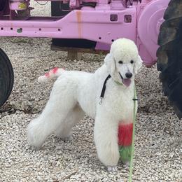 Axel - Poodle