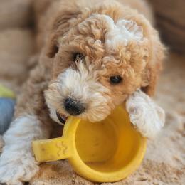 Goldendoodle Puppies from Glitzy Goldendoodles