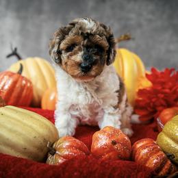 Mojo - Parti male Poodle puppy in Newborn, Georgia from Majestail Companions Co