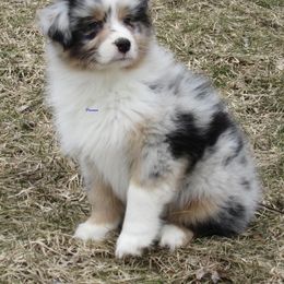 Australian Shepherd Puppies from Parsons Australian Shepherds