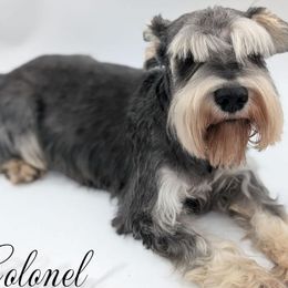 Colonel - Miniature Schnauzer