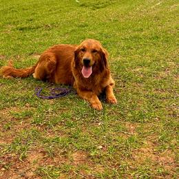 Tiki - Golden Retriever