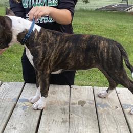 Indy - American Staffordshire Terrier