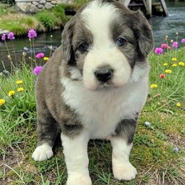 Mustang - Blue merle female Aussiedoodle puppy in Boonville, North Carolina from Branch Creek kennels