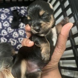 Andy 1500 - Black and tan male Yorkshire Terrier puppy in Gastonia, North Carolina from Precious pups dynasty kennel