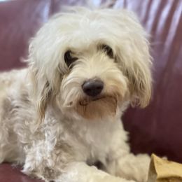 Aussiedoodles and Goldendoodles from Foneb Farm - The F1B Farm