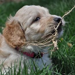 Goldendoodles from Rainbows End Puppies