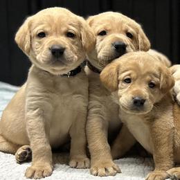 Rat Terriers from Simpson Family retrievers and Rattes