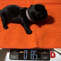 Shihpoo and Shih Tzu Puppies from STORM'S CAPONE  & DAKOTAKIA AKC QUALITY SHIH TZU'S