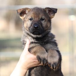 Phoenix - Sable female German Shepherd puppy in Augusta, West Virginia from Vom Haus Highlands