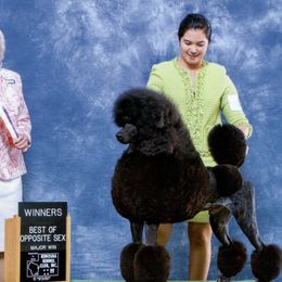 Poodles from Targa Poodles