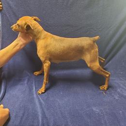 Eve - Miniature Pinscher