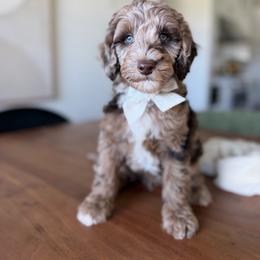 Dalmore - Merle male Goldendoodle puppy in Queen Creek, Arizona from Sunny Doodles