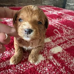 Blossom - Red female Cavapoo puppy in Osseo, Michigan from Smiths Fluffy butts
