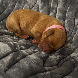 Labrador Retriever Puppies from Duck Creek Kennels