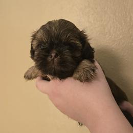 Girl 1 - Liver female Shih Tzu puppy in Norris City, Illinois from Dainty and Darling Shih Tzu