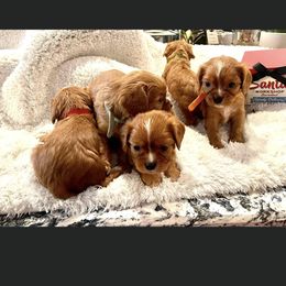 Cavalier King Charles Spaniel and Cavapoo Puppies from Texas Cavalier King Charles Spaniels Manard Enterprises