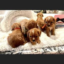Cavalier King Charles Spaniel and Cavapoo Puppies from Texas Cavalier King Charles Spaniels Manard Enterprises