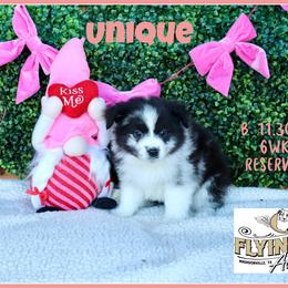 Unique - Blue merle female Miniature Australian Shepherd puppy in Madisonville, Texas from Flying LL Aussies