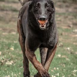 Belgian Sheepdogs, Belgian Tervuren, and Dutch Shepherds from Century Hills Farm