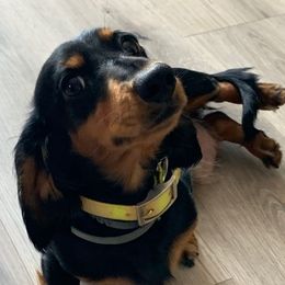 Penny - Dachshund