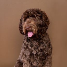 Coco - Australian Labradoodle
