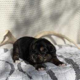 Meraxes - Black tri female Miniature Australian Shepherd puppy in Cody, Wyoming from Quartz Creek Aussies
