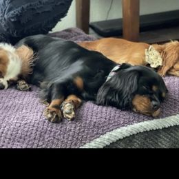 Midnite - Cavalier King Charles Spaniel