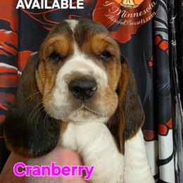 Cranberry - Black tan and white female Basset Hound puppy in Princeton, Minnesota from Blissful Basset Hounds