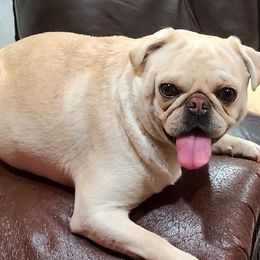 Pugs and Siberian Huskies from Morningsmile Kennels