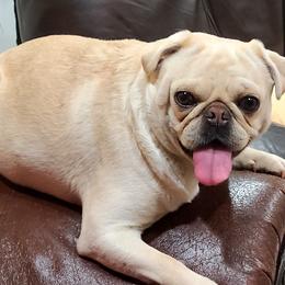 Pugs and Siberian Huskies from Morningsmile Kennels