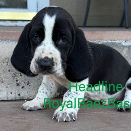 Headline - Black and white male Basset Hound puppy in Sidney, Nebraska from Royal Baez Basset