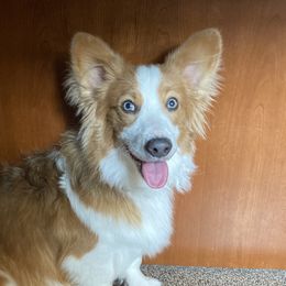Dutton - Pembroke Welsh Corgi