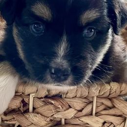 Miniature Australian Shepherds from Shine Blue Kennel